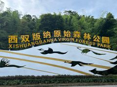 -西双版纳原始森林公园