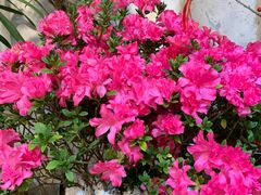 -双季花艺园艺市场(浦东店)