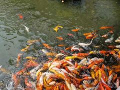 -苏苑饭店-中餐厅(长桥地区店)