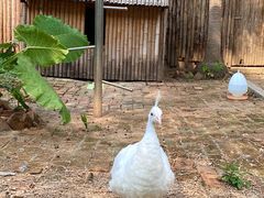 -深圳野生动物园