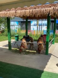 -萌宠亲子动物乐园(槐房万达店)