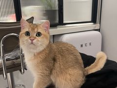 -猫大福·Fortune Cat猫舍(百子湾店)