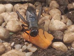 -上海昆虫博物馆