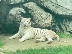 -北京野生动物园