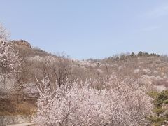 -北京西山国家森林公园