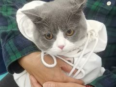 -北京观赏动物医院·24小时大型综合·猫专科·异宠专科