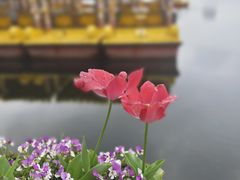 -莫愁湖公园