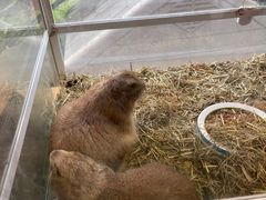 -more than meow吴止猫主题餐厅(承德 中船汇店)