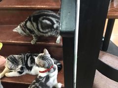 -李小姐の猫咖啡馆(五角场店)
