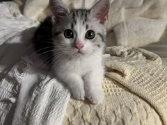 -小猫来了·猫舍(红山六九七九店)