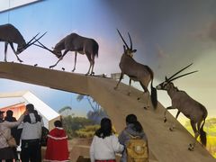 -武汉园博园(武汉自然博物馆)