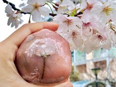 含春粉团-交通大学（闵行校区）-第二餐饮大楼