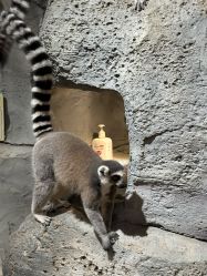 -Zoolung Zoolung动物主题公园(海信广场店)