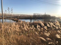 -白渔泡湿地公园