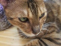 -李小姐の猫咖啡馆(五角场店)