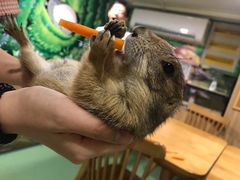 -藦茜花园宠物主题亲子互动体验馆(国顺东路店)