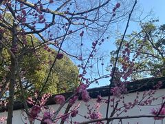 -上海醉白池公园