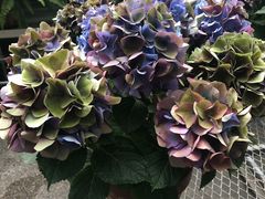 -伊莎贝拉嘉纳艺术博物馆