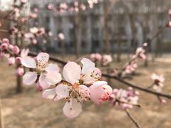 桃花-天津大学·四十二斋餐厅