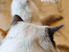 -有喵·猫咖·狗咖·30几只猫10只小狗(岗厦店)