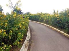 -紫颐香薰山谷景区