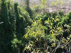 -中岜朗天坑(CV GEO INDO RAYA)