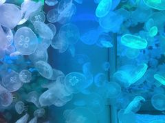 -海合安青岛极地海洋公园