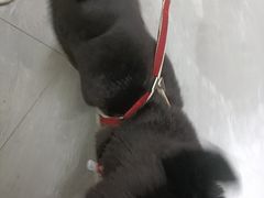 -半岛宠物医院24小时(白果林店)