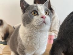 -猫在这儿猫咪咖啡馆·撸猫馆