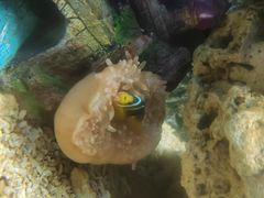 -北戴河圣蓝海洋公园