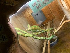-上海大自然野生昆虫馆(东方明珠·爬宠昆虫探索中心)