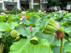 -苏州香山国际大酒店