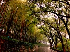 -上海市保健医疗中心(华东疗养院)