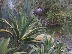 -Jo's Garden