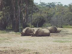 -威勒比开放式动物园