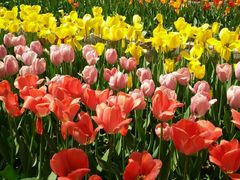-洛阳郁金香牡丹园