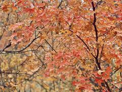 -森林公园(尖草坪区)