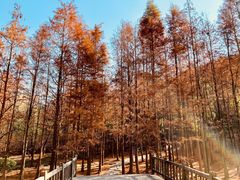 -宝界山林公园
