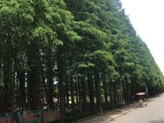 -日照海滨国家森林公园