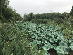 -昆山城市生态森林公园