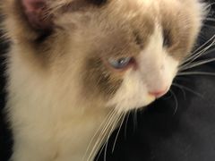 -喵喵咪呀布偶猫咖(春熙路店)