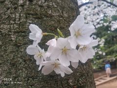 -武汉大学-樱园