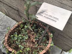 -广州神农草堂中医药博物馆