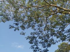 -火炉山森林公园