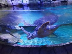 -多彩贵州城极地海洋世界