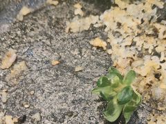 -韩香福烤肉庄园(荣成店)