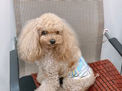 -凯瑞希宠物医院·狂犬免疫·微创·皮肤科
