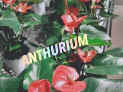 -鹿岛会员店 (龙湖三千集天街店)