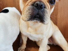 -柯斗斗主题餐厅·狗咖·围炉煮茶·茶饮(国瑞升平里店)