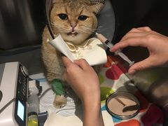 -御宝贝·A梦猫科宠物医院(国际猫友好医院)
